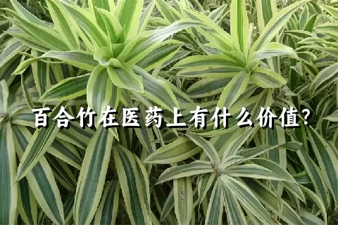 百合竹在医药上有什么价值？