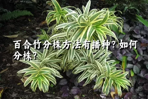 百合竹分株方法有播种？如何分株？