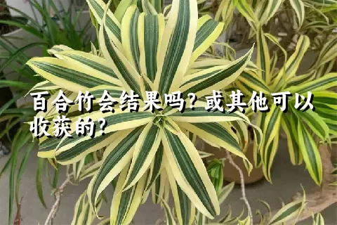 百合竹会结果吗？或其他可以收获的？