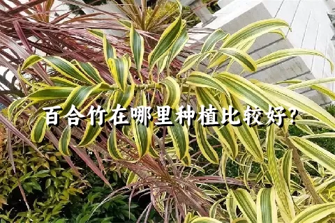 百合竹在哪里种植比较好？