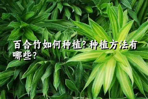 百合竹如何种植？种植方法有哪些？