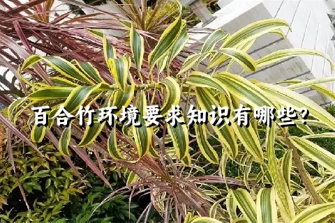 百合竹环境要求知识有哪些？