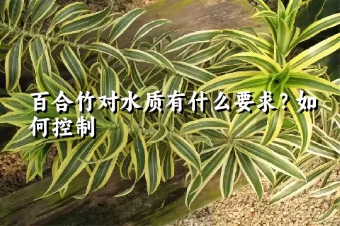 百合竹对水质有什么要求？如何控制