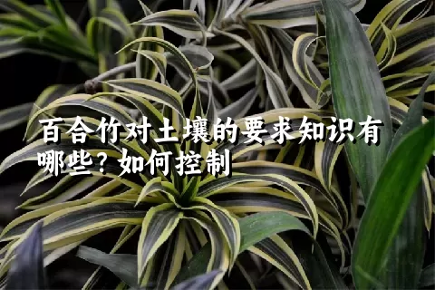 百合竹对土壤的要求知识有哪些？如何控制