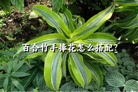 百合竹手捧花怎么搭配？