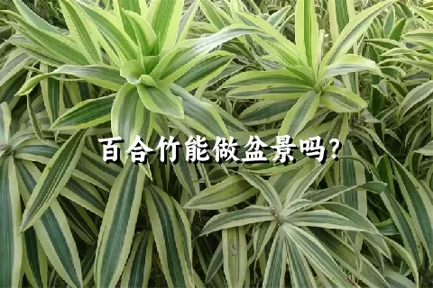 百合竹能做盆景吗？