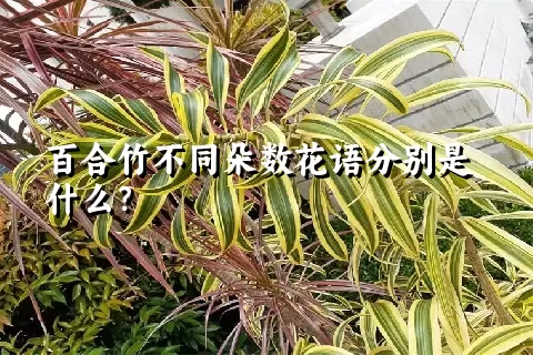 百合竹不同朵数花语分别是什么？