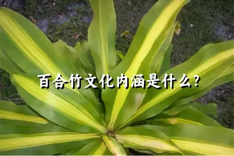 百合竹文化内涵是什么？