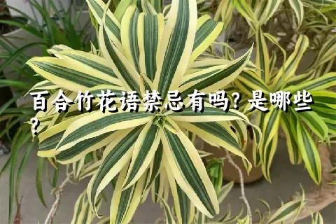 百合竹花语禁忌有吗？是哪些？