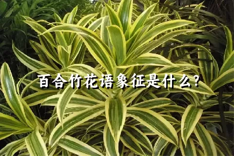 百合竹花语象征是什么？