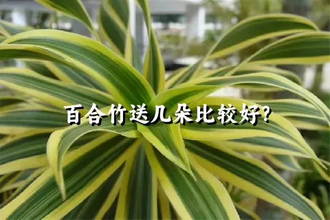 百合竹送几朵比较好？