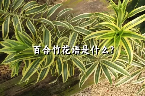 百合竹花语是什么？