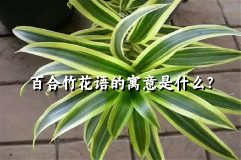 百合竹花语的寓意是什么？