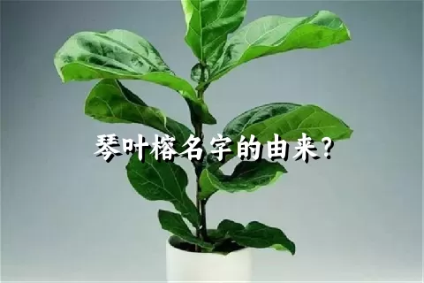 琴叶榕名字的由来？