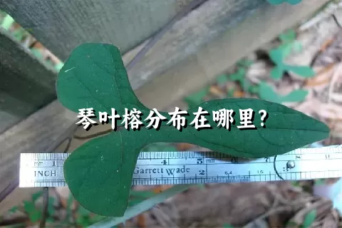 琴叶榕分布在哪里?