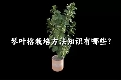 琴叶榕栽培方法知识有哪些？