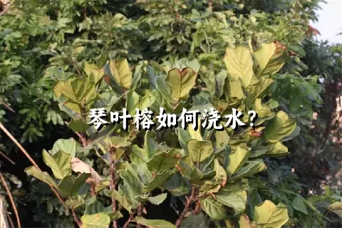 琴叶榕如何浇水？