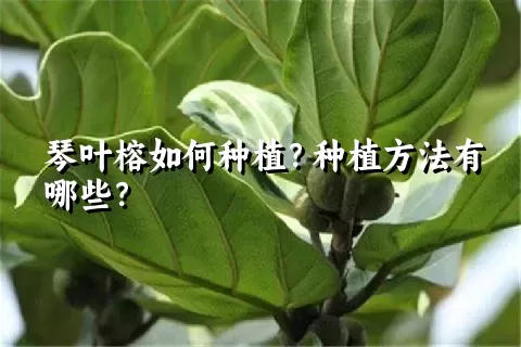 琴叶榕如何种植？种植方法有哪些？