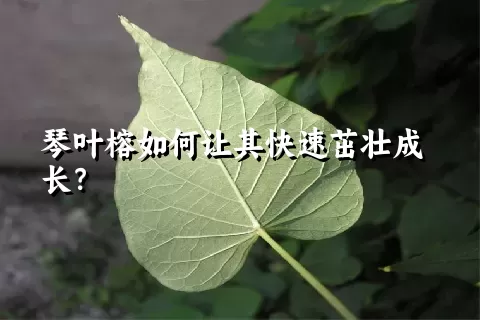 琴叶榕如何让其快速茁壮成长？