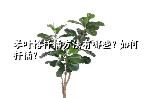 琴叶榕扦插方法有哪些？如何扦插？