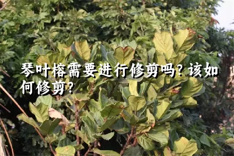 琴叶榕需要进行修剪吗？该如何修剪？