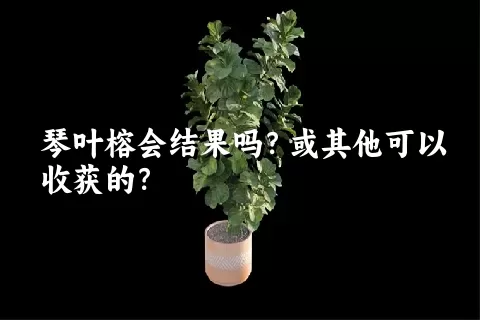 琴叶榕会结果吗？或其他可以收获的？