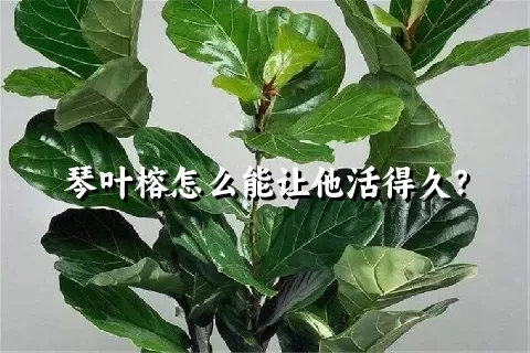 琴叶榕怎么能让他活得久？