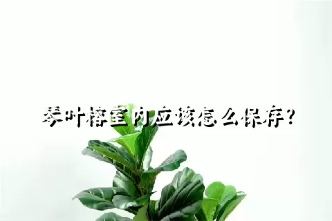 琴叶榕室内应该怎么保存？