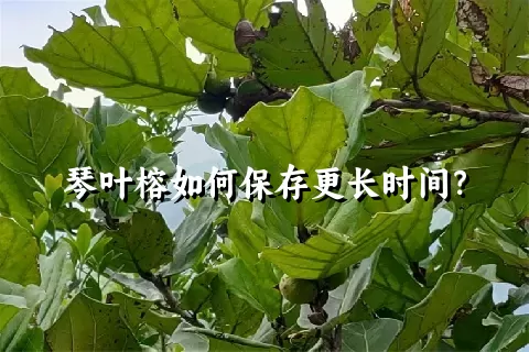 琴叶榕如何保存更长时间？