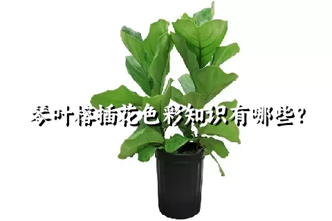 琴叶榕插花色彩知识有哪些？