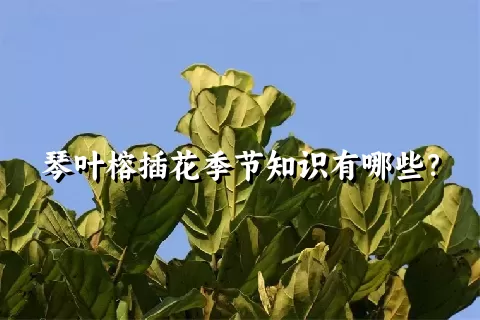 琴叶榕插花季节知识有哪些？