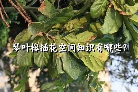 琴叶榕插花空间知识有哪些？