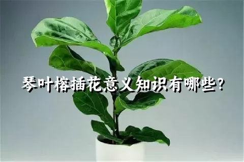 琴叶榕插花意义知识有哪些？