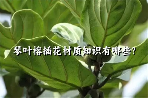 琴叶榕插花材质知识有哪些？