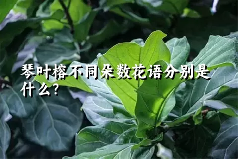 琴叶榕不同朵数花语分别是什么？