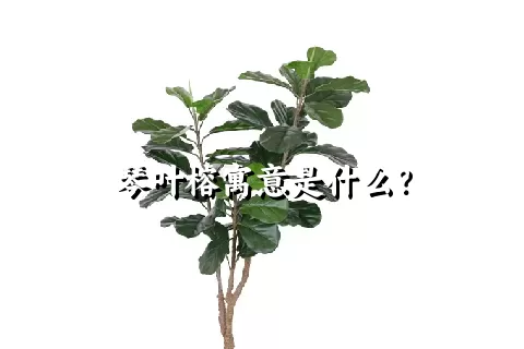 琴叶榕寓意是什么？