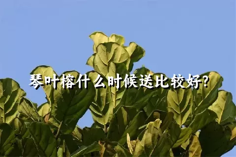 琴叶榕什么时候送比较好？