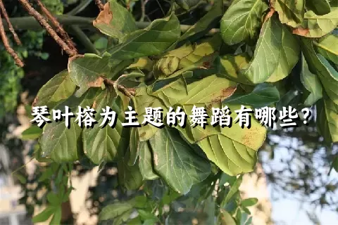 琴叶榕为主题的舞蹈有哪些？