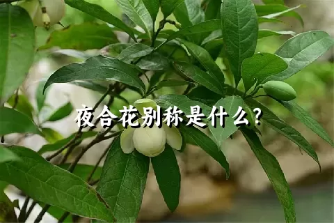 夜合花别称是什么？