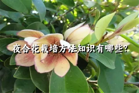 夜合花栽培方法知识有哪些？