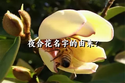 夜合花名字的由来？