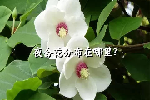 夜合花分布在哪里?