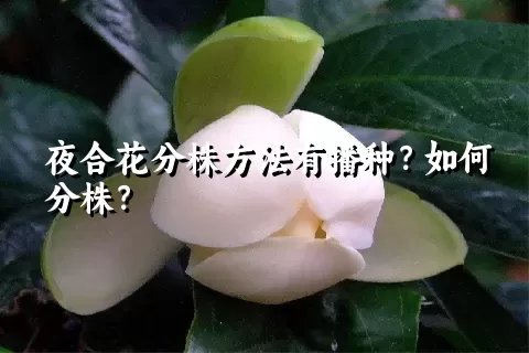 夜合花分株方法有播种？如何分株？