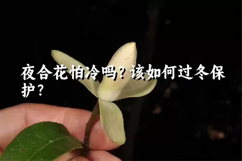 夜合花怕冷吗？该如何过冬保护？