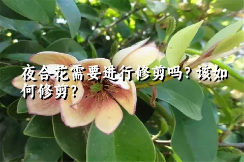 夜合花需要进行修剪吗？该如何修剪？