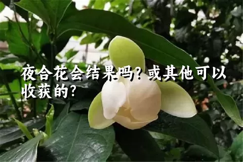 夜合花会结果吗？或其他可以收获的？