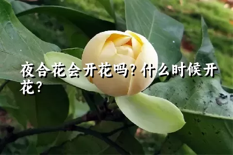 夜合花会开花吗？什么时候开花？