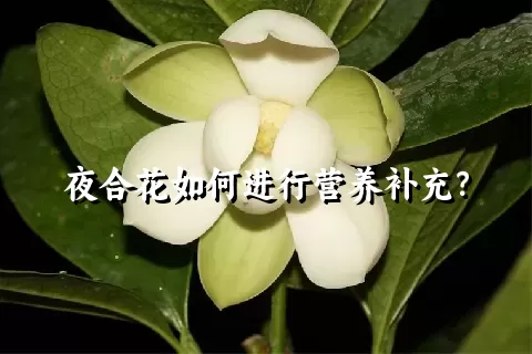 夜合花如何进行营养补充？