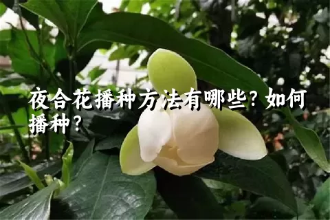 夜合花播种方法有哪些？如何播种？