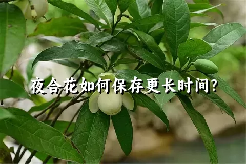 夜合花如何保存更长时间？